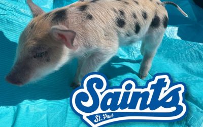 Minor League Group Sticking With ‘OzemPig’ Mascot Title Amid Backlash