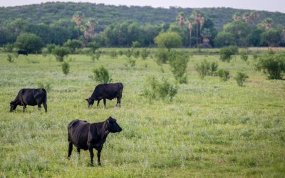 A Toxic Grass Is Spreading in the U.S., Threatening Livestock