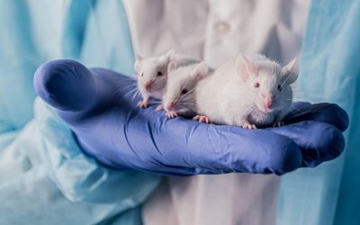 Scientists Find Evidence in Mice That Inherited Alzheimer’s Could Be Transmittable