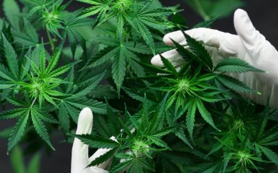 DEA Plans to Reclassify Cannabis as Less Dangerous