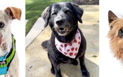 Memorial Day Weekend Is a Great Time to Adopt These Adorable Senior Dogs