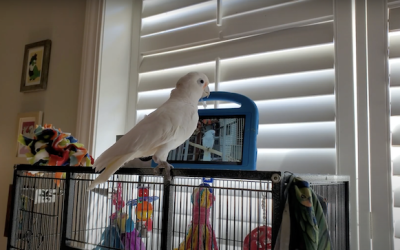 Parrots in captivity seem to enjoy video-chatting with their friends on Messenger