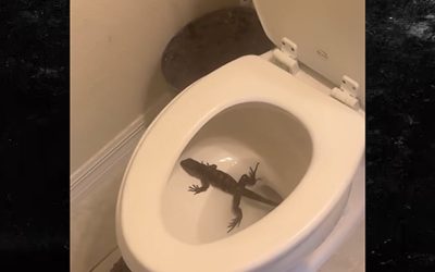 NFL’s Jaelan Phillips Finds ‘Massive’ Wild Iguana Bathing In His Toilet
