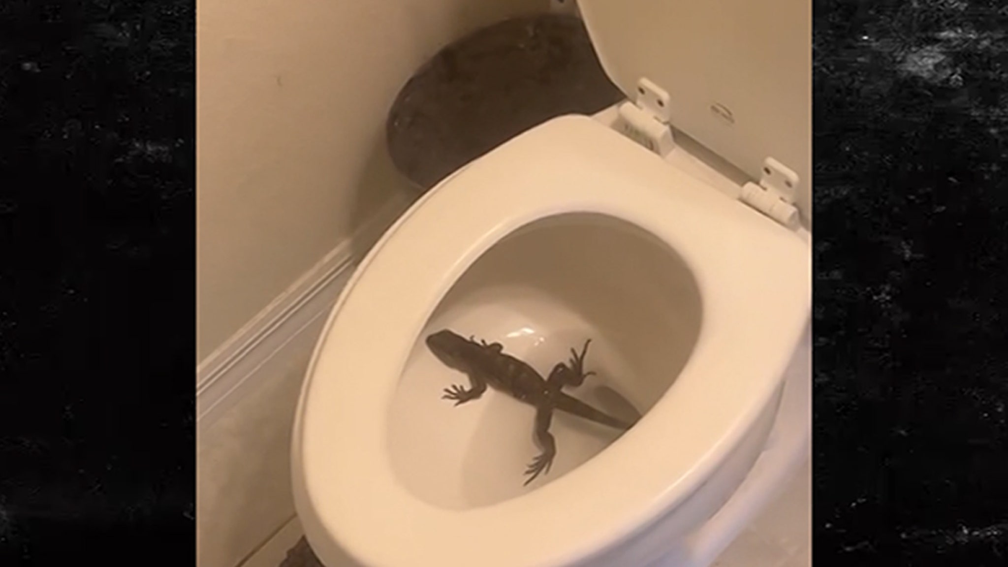 NFL’s Jaelan Phillips Finds ‘Massive’ Wild Iguana Bathing In His Toilet