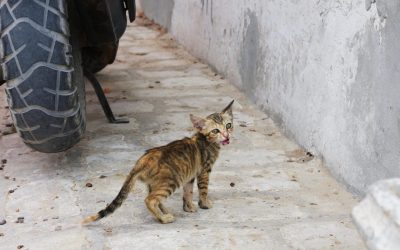 Girl Catches Rare Bone Infection From Kitten