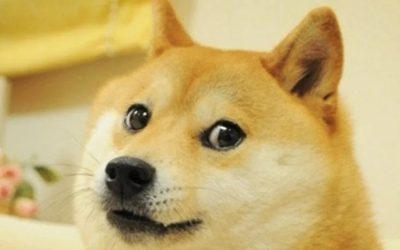 Kabosu, Dog Behind Famous ‘Doge’ Meme, Dead at 18