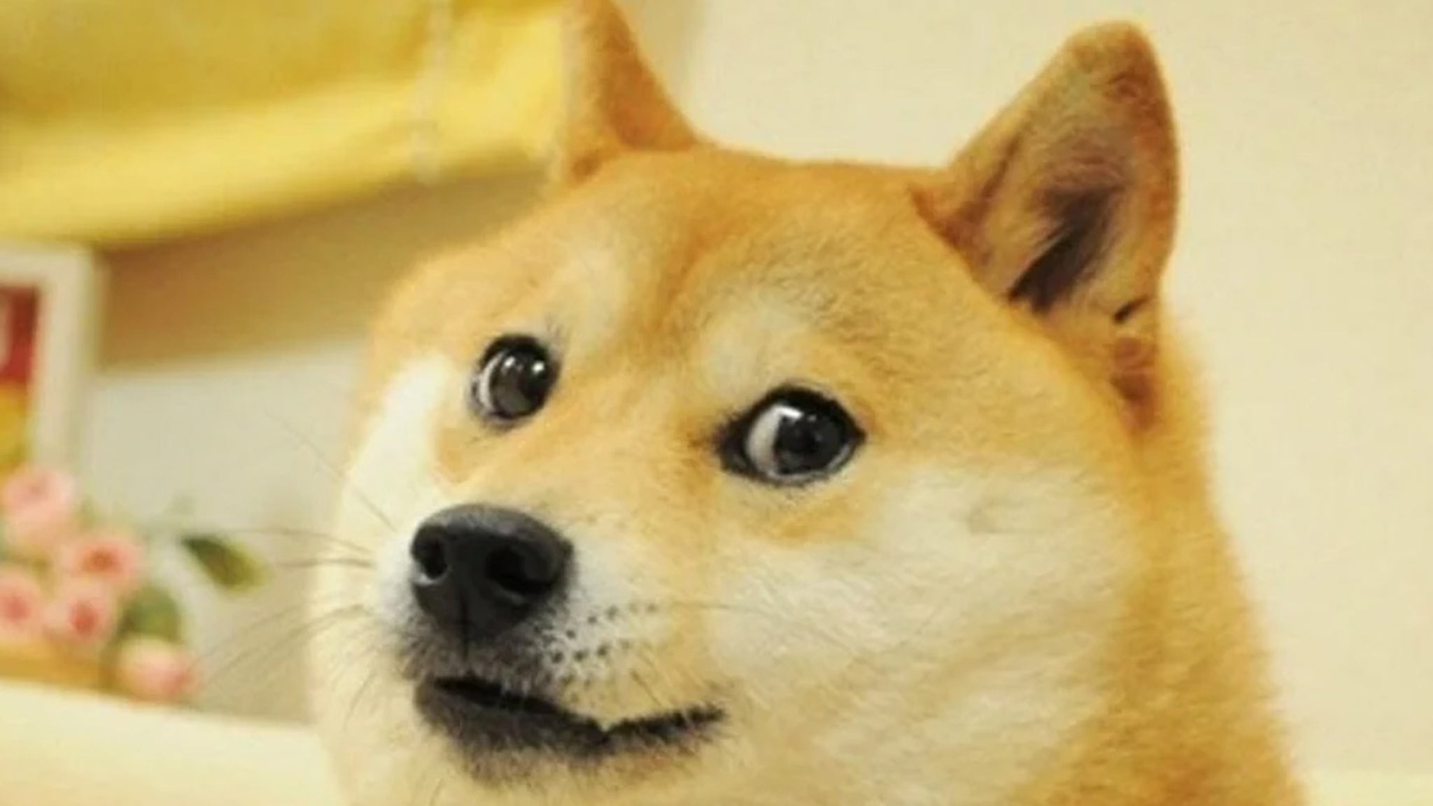 Kabosu, Dog Behind Famous ‘Doge’ Meme, Dead at 18