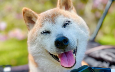 The ‘Doge’ dog has died
