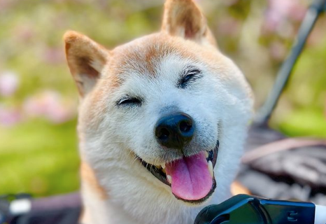The ‘Doge’ dog has died