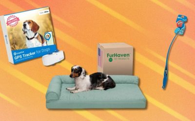Amazon Pet Day 2024: The best pet deals