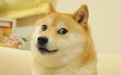 Kabosu, beloved dog who inspired Doge crypto, has died