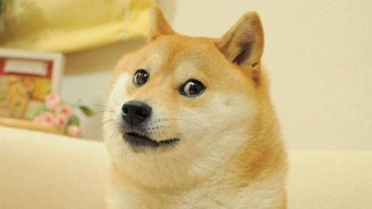 Kabosu, beloved dog who inspired Doge crypto, has died