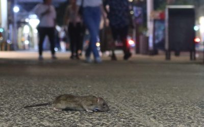 NYC Passes Bill To Address Massive Population