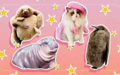 From Moo Deng to Pesto the Penguin, here are the cutest animals taking over our feeds