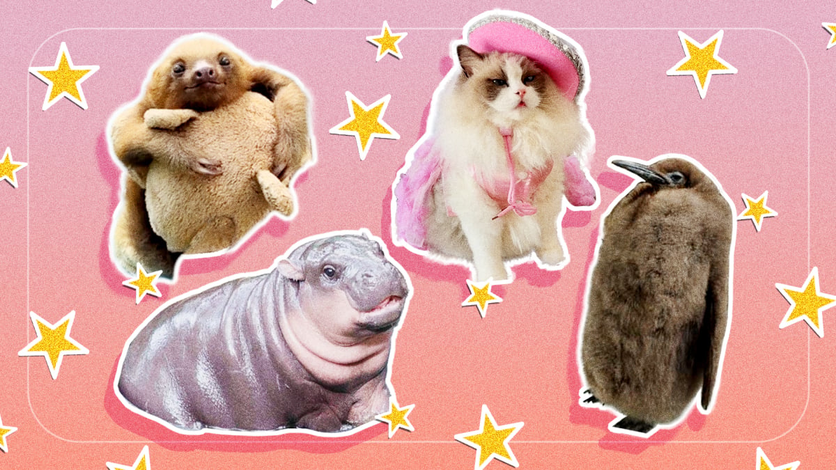 From Moo Deng to Pesto the Penguin, here are the cutest animals taking over our feeds