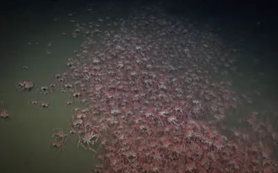 A deep sea expedition is filming jaw-dropping footage