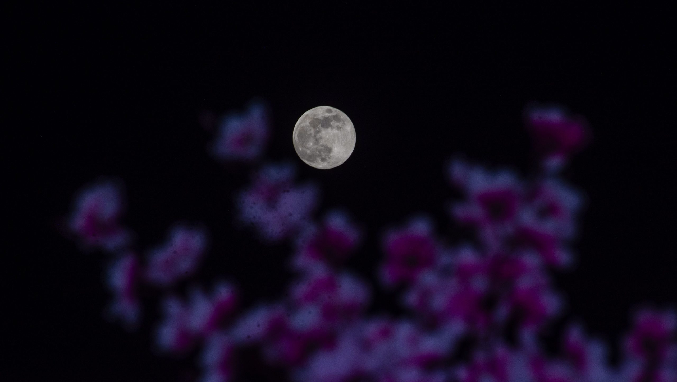 Last Supermoon of 2024: All You Need to Know About Beaver Moon