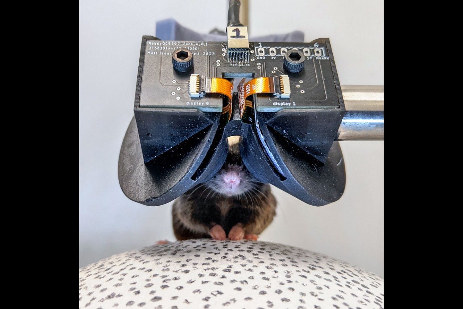 Tiny VR Goggles Created for Mice by Scientists
