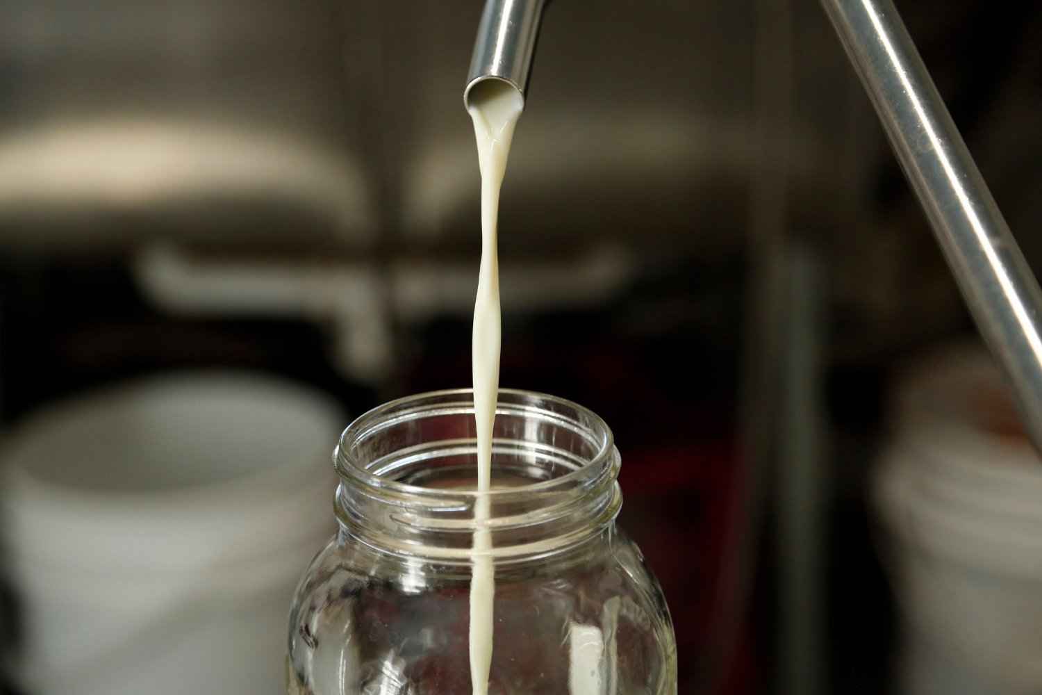 Infectious Bird Flu Survives 5 Days in Refrigerated Milk