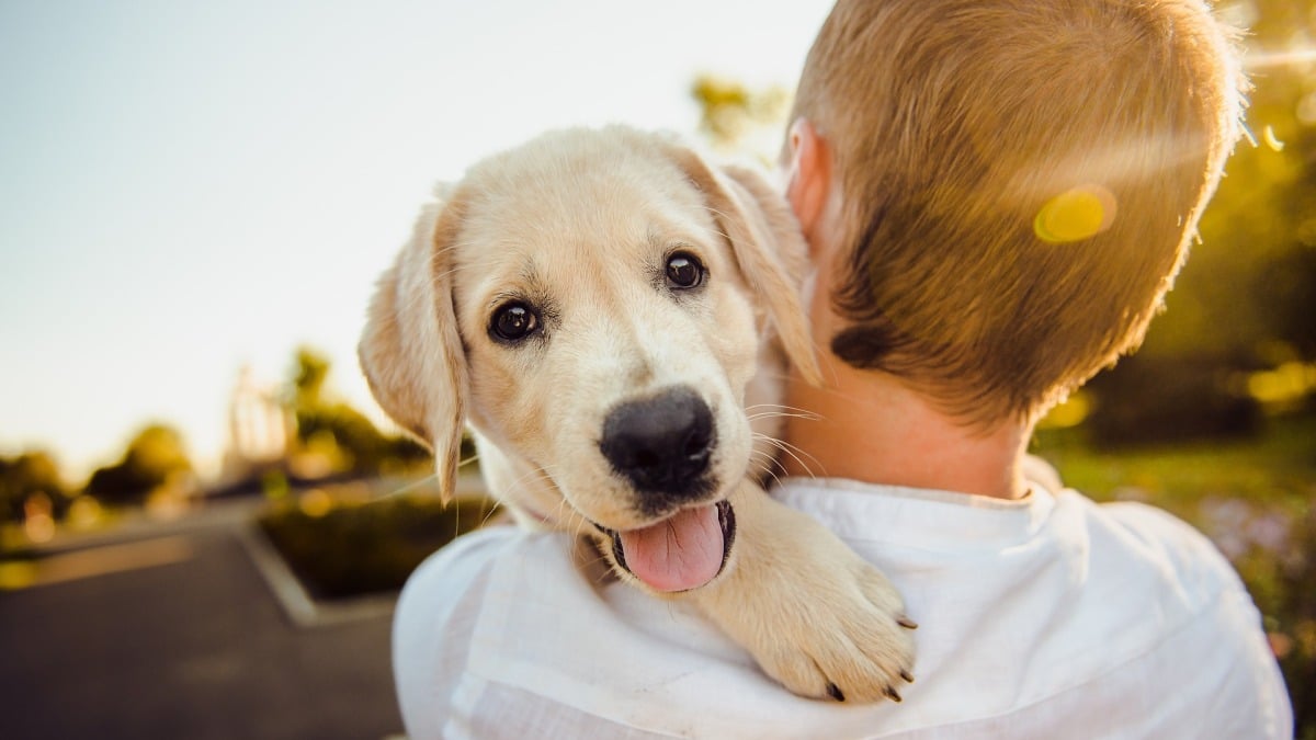 Best Gifts for Pets and Their Owners: 30+ Top Picks