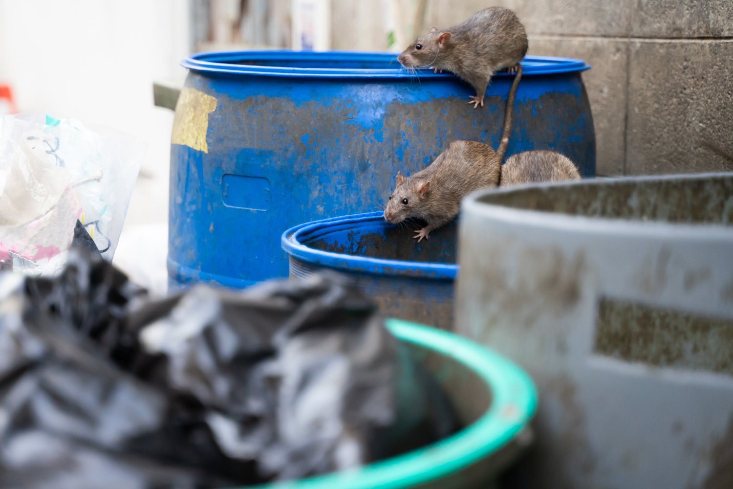 Turbocharging City Rat Populations Due to Rising Temperatures
