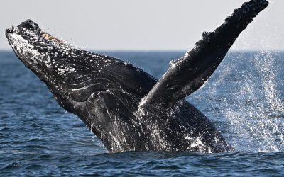 Whale Swallows Kayaker Son in Chile: A Father’s Shocking Video