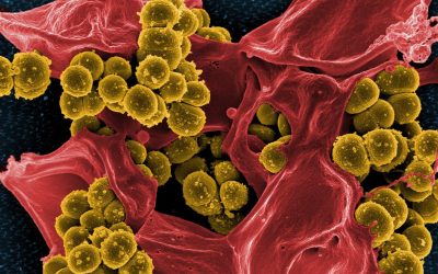 Hospital Sink Drains: A Germ Infestation Nightmare