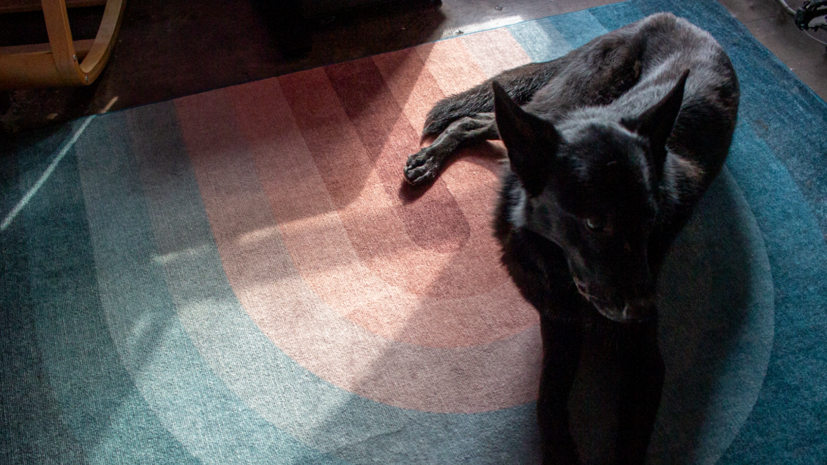 Ruggable Washable Rugs: Do They Justify Their Price?