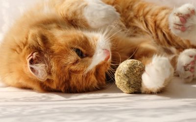 Oregon Man Sues Pet Food Company Over Cat Deaths from Bird Flu