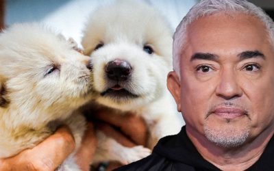 Master Chihuahuas First, Says Cesar Millan on Dog Ownership
