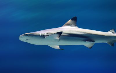 Shark Attacks on Humans: What Scientists Want You to Know