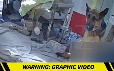 Police Physique Cam Video Shows Gene Hackman’s Canine Defense