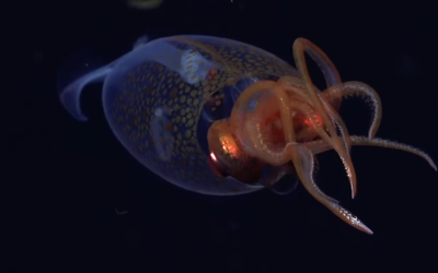 Colossal Squid Captured in Unprecedented Deep Sea Footage