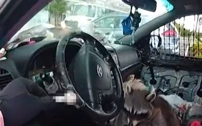 Raccoon Takes Pipe and Puts It in Mouth During Arrest Video