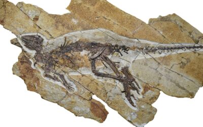 This Dinosaur Likely Chirped Like a Bird