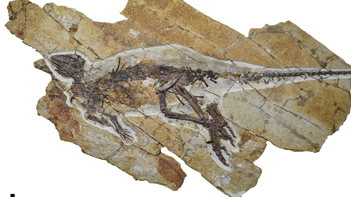 This Dinosaur Likely Chirped Like a Bird