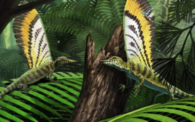 Triassic Reptile Communicated with Unique Back Fin