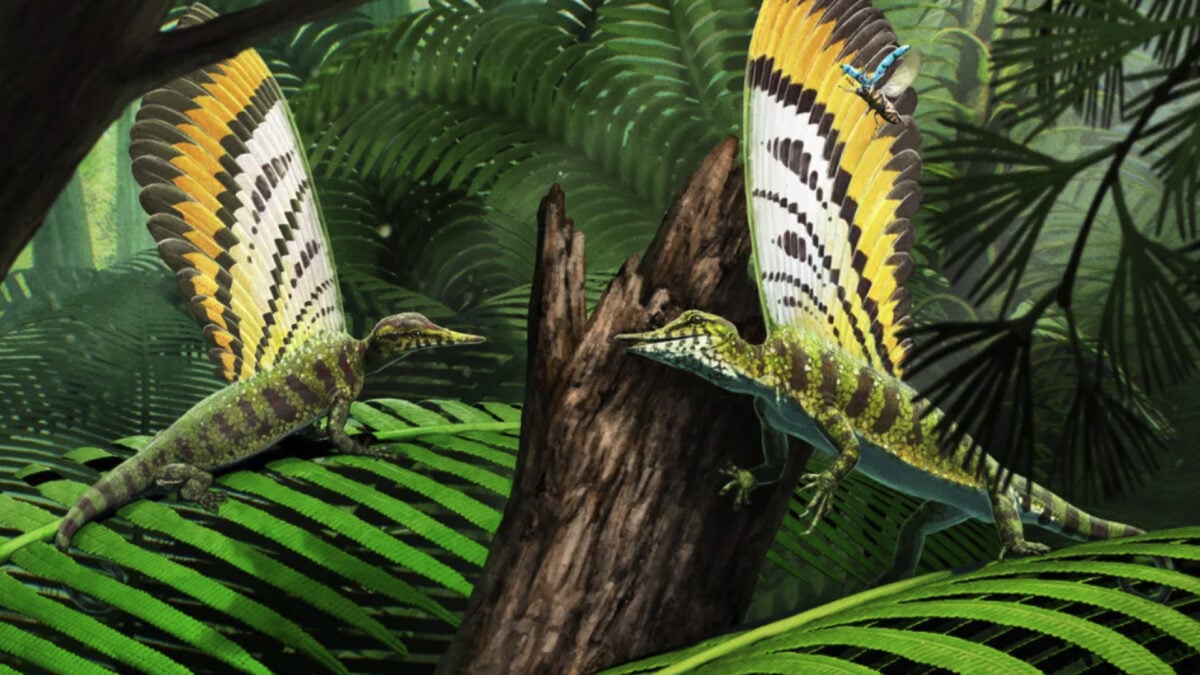 Triassic Reptile Communicated with Unique Back Fin