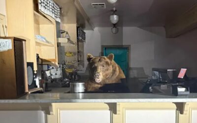 Bear Raids Ice Cream Parlor at Lake Tahoe, Gets Caught
