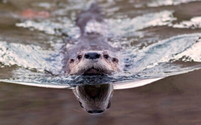 Otter Poo Reveals Surprising Role in Parasite Control