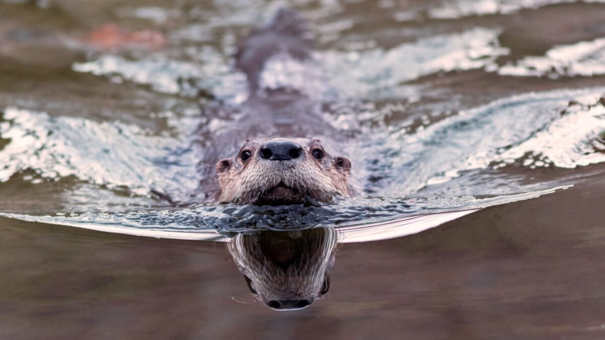 Otter Poo Reveals Surprising Role in Parasite Control
