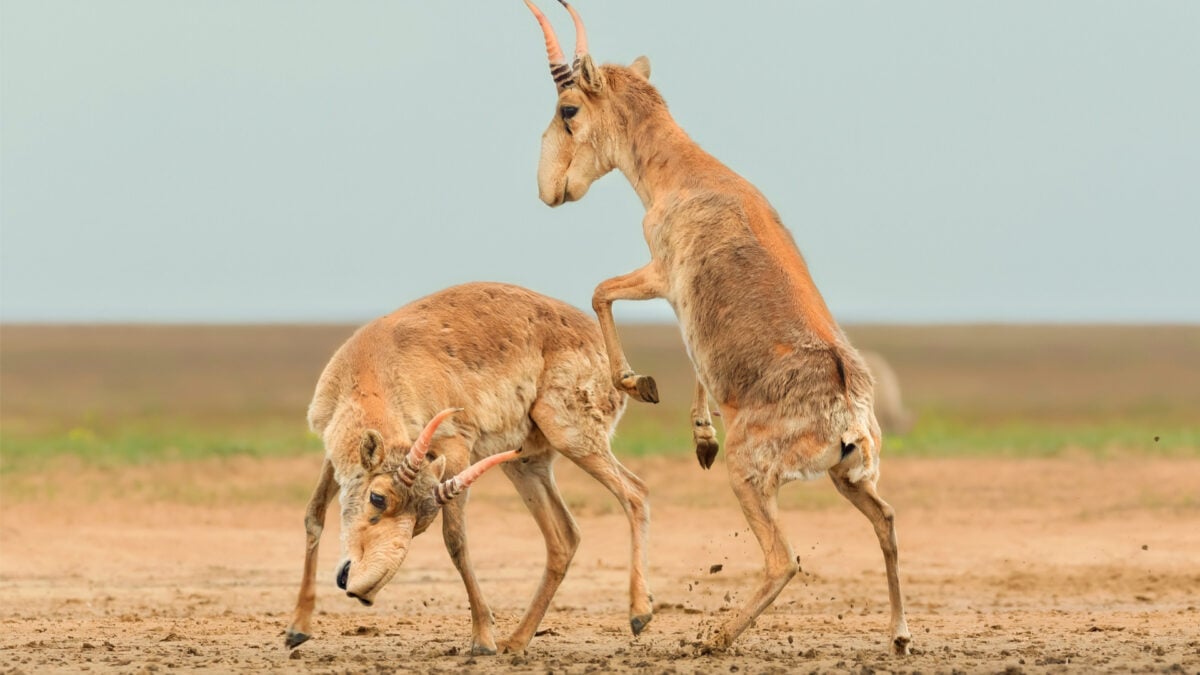 2025 Wildlife Photos of the Year Contest Winners Announced