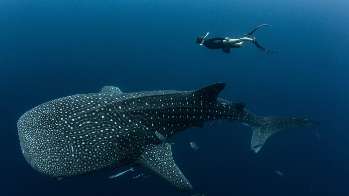 Whale Sharks at This Tourist Spot Show Human-Made Scars