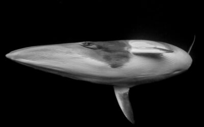 Breathtaking Ocean Photos: A Year in Stunning Imagery