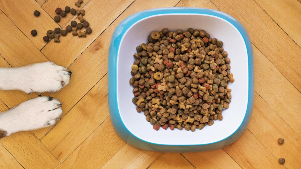 Automatic Dog Feeders: Top Picks for 2025 in the UK