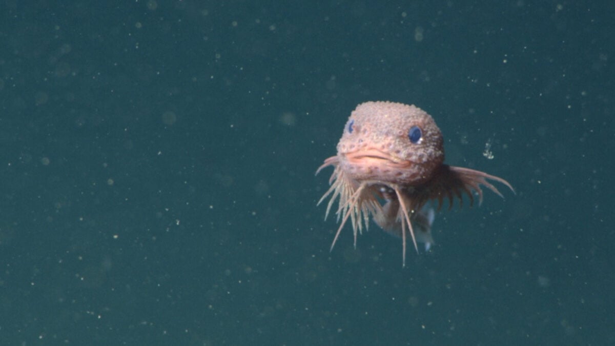 Deep-Sea Snailfish: Our Exciting New Fascination