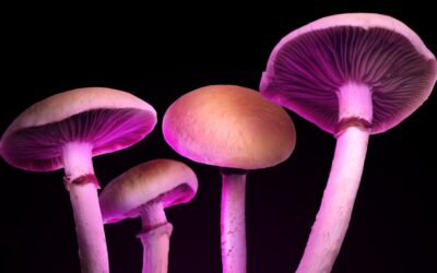 Magic Mushroom Edibles: Beware of Zero Psilocybin Options