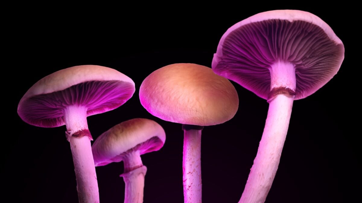 Magic Mushroom Edibles: Beware of Zero Psilocybin Options