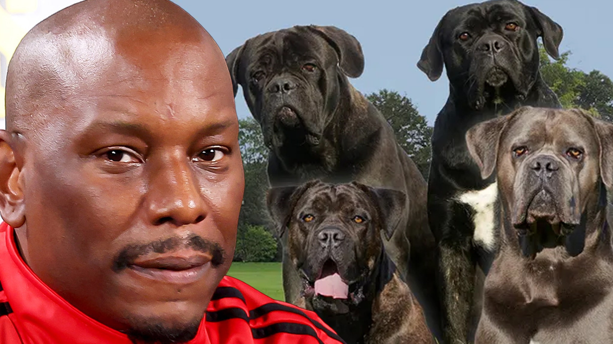 Killer Dogs’ Location Remains a Mystery to Police