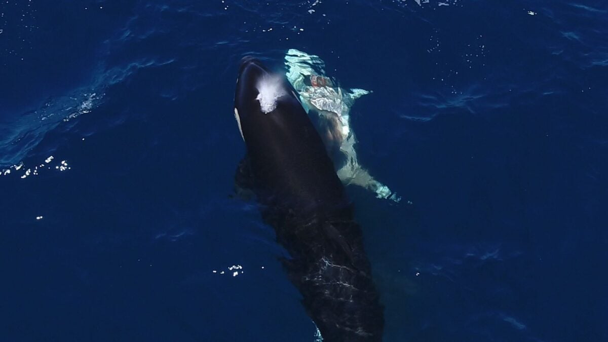 Orcas Feast on Great White Shark’s Liver in Stunning Video